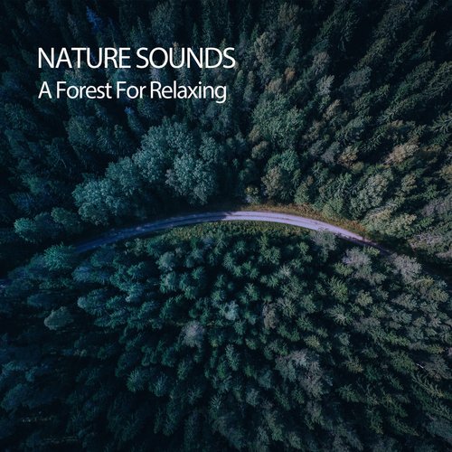 Nature Sounds: A Forest For Relaxing_poster_image