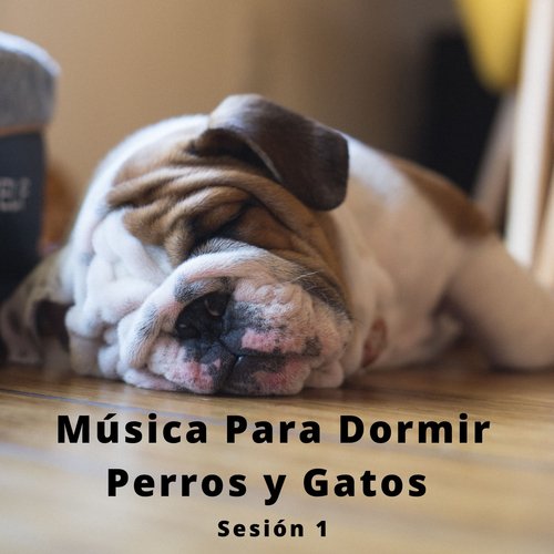Música Para Dormir Perros y Gatos Pt. 8 cover art