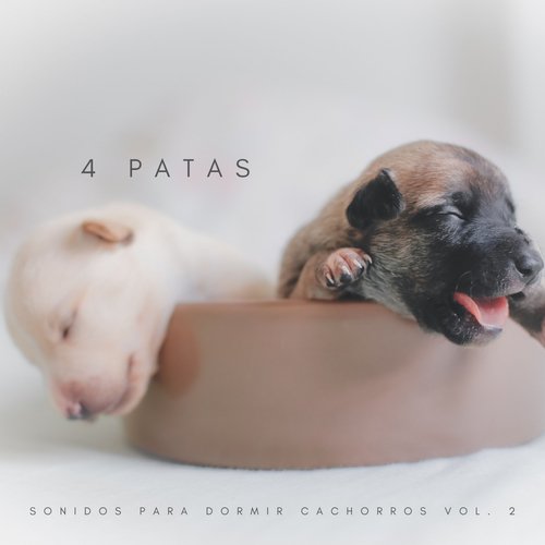 Música Para Gatos cover art
