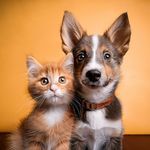 Música De Guitarra Para Perros: Rasgueos Suaves Para Tu Fiel Compañero