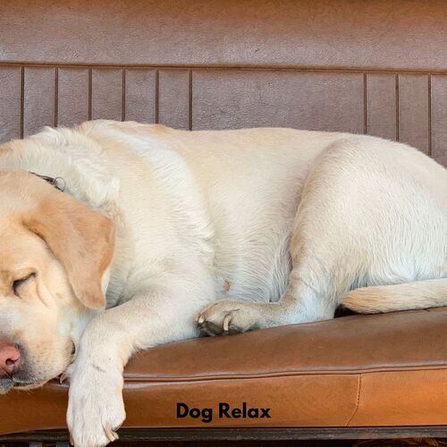 Bark Lullaby Bliss cover art