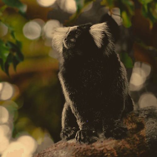 Sagui