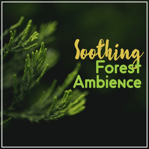Soothing Forest Ambience