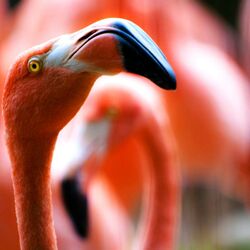 Mountain View Pastures