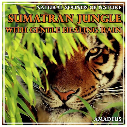 Sumatran Jungle with Gentle Healing Rain: Natural Sounds of Nature