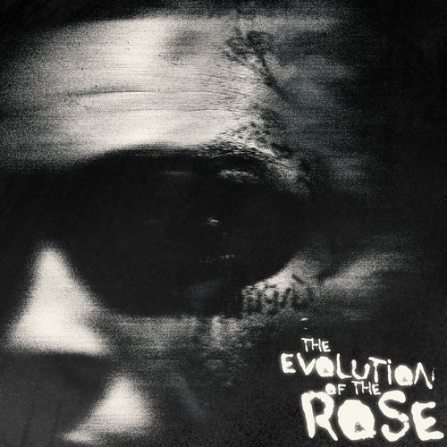 The Evolution of the Rose