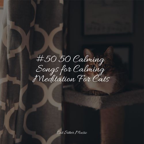 #50 50 Calming Songs for Calming Meditation For Cats_poster_image