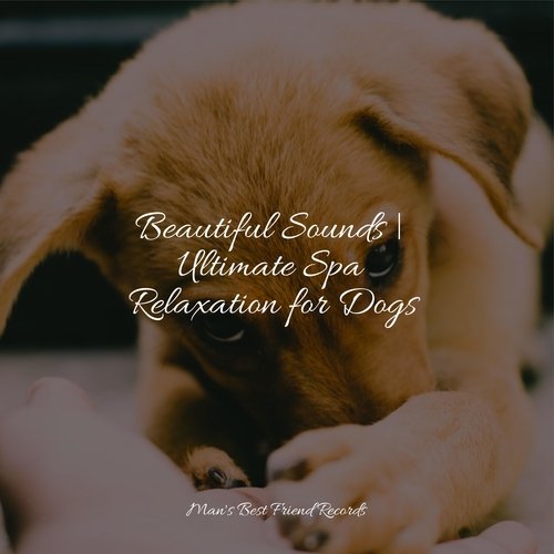 Beautiful Sounds | Ultimate Spa Relaxation for Dogs