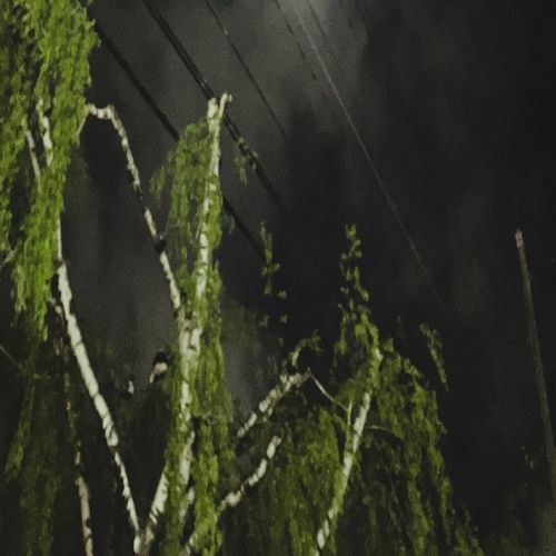 Betula lenta cover art