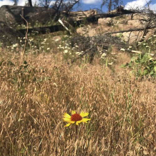 Pocket Full of Posies cover art