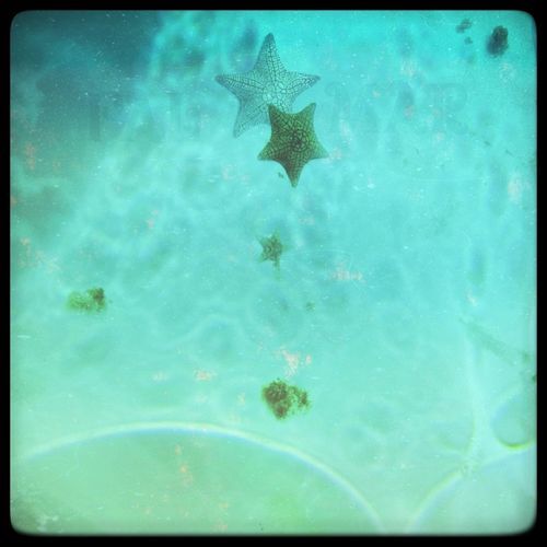 PalMar cover art
