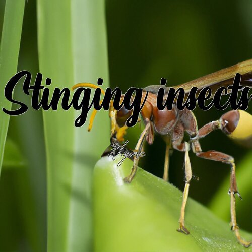 Stinging Insects