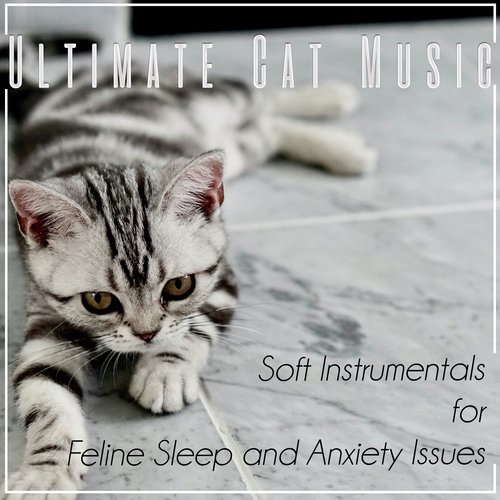 Kitten Sleep Music