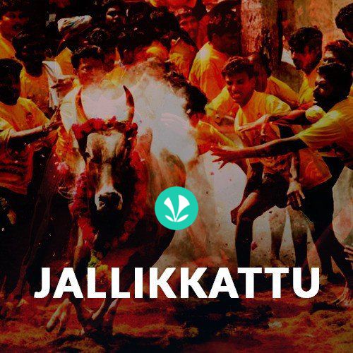 Jallikkattu